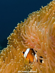 Always a favourite, a clownfish :-)
Olympus E330, 14-54m... by Christian Nielsen 